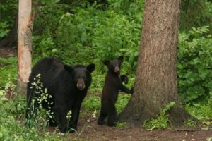 Watch out for bears and deer on Skyline Drive